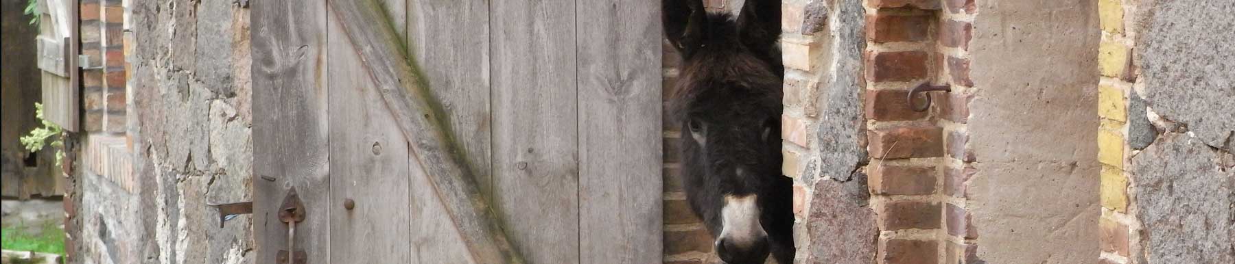 Zwischen Oder und Parsteiner See